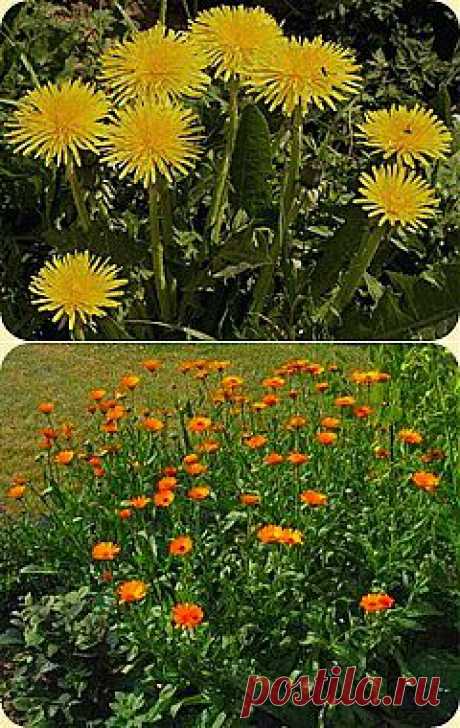 Борьба с вредителями без химии..