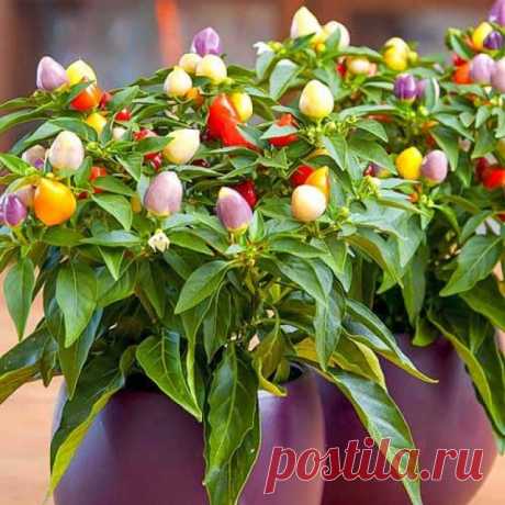 Лучшие сорта жгучего перца для выращивания на окне