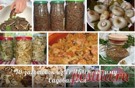 10 заготовок из грибов на зиму.