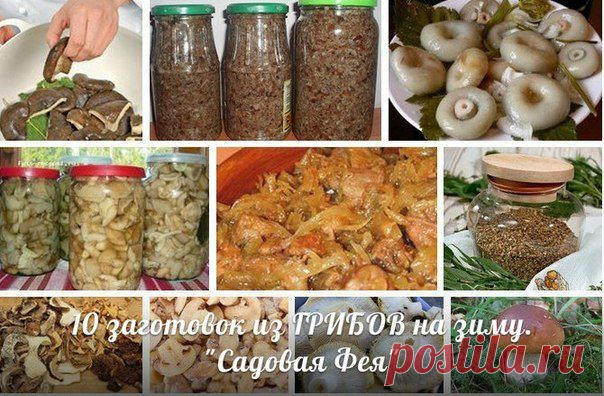 10 заготовок из грибов на зиму.