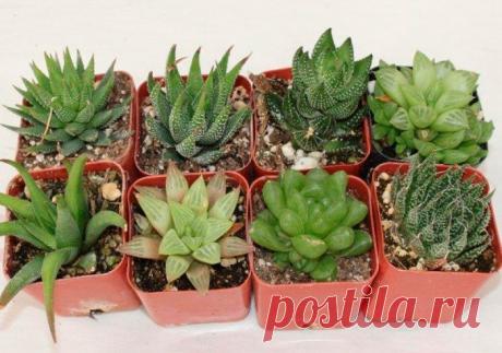 Хавортия: уход в домашних условиях, пересадка и размножение, виды