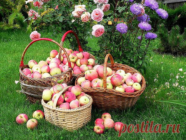 ФРУКТЫ С САДА