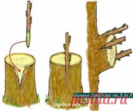 ДЕДОВСКИЙ СПОСОБ ПРИВИВКИ ДЕРЕВЬЕВ ДЛЯ БОЛЬШОГО УРОЖАЯ! - Мы на даче - медиаплатформа МирТесен источник САДОВАЯ ФЕЯ - Дача. Сад и Огород ДЕДОВСКИЙ СПОСОБ ПРИВИВКИ ДЕРЕВЬЕВ ДЛЯ БОЛЬШОГО УРОЖАЯ!Способ прививки за кору применяют, когда к взрослой или старой яблони хотят привить один или несколько новых (более зимостойких, урожайных или устойчивых к болезням) сортов.Тогда