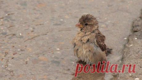 Грязный снег кряхтит и плавится,
Небо брызжет синевой,
В луже воробей купается-
Он хохлатый,озорной.
Кот разлегся на завалинке,
Убаюканный теплом
И кораблик по проталинке
Отправляет в путь Артем.
Тянет верба руки-прутики
В небеса,где облака
И подснежник ,распустившийся
Получу в подарок я
Лес стряхнул оцепенение,
Превращаясь в красоту,
Я с восторгом и волнением
Дождалась свою Весну.