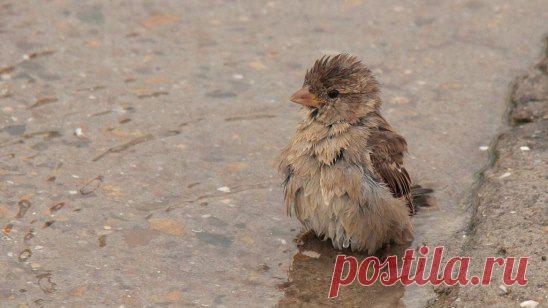 Грязный снег кряхтит и плавится,
Небо брызжет синевой,
В луже воробей купается-
Он хохлатый,озорной.
Кот разлегся на завалинке,
Убаюканный теплом
И кораблик по проталинке
Отправляет в путь Артем.
Тянет верба руки-прутики
В небеса,где облака
И подснежник ,распустившийся
Получу в подарок я
Лес стряхнул оцепенение,
Превращаясь в красоту,
Я с восторгом и волнением
Дождалась свою Весну.