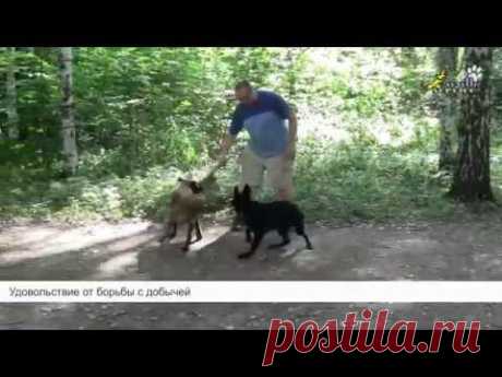 Дрессировка собак, команда апорт, два вида обучения