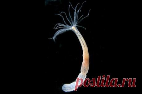 Обнаружен источник бессмертия морского анемона