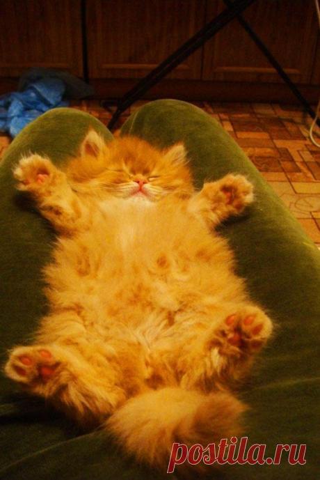 Full relax! :))) Полный расслабон! :)))
В воскресенье на даче …
Время для вечеринки! :)
Лучшая часть пробуждения - это снова заснуть! :)
Еще не Тяпница? :)))
Танцуй Gangnam Style! :)
Плохая собака сделала это мне..... Зато медсе…