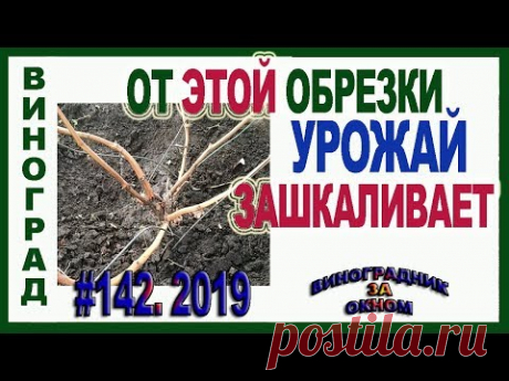 🍇 Обрезка ВИНОГРАДА на ОБРАТНЫЙ рост. КАК обрезать 3х летний куст после короткой обрезки.