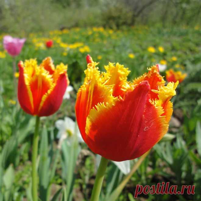 цветы бывают разные .. но такие редкость