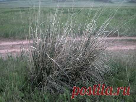 Такая здесь растительность...