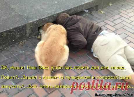 Котоматрица: Главная