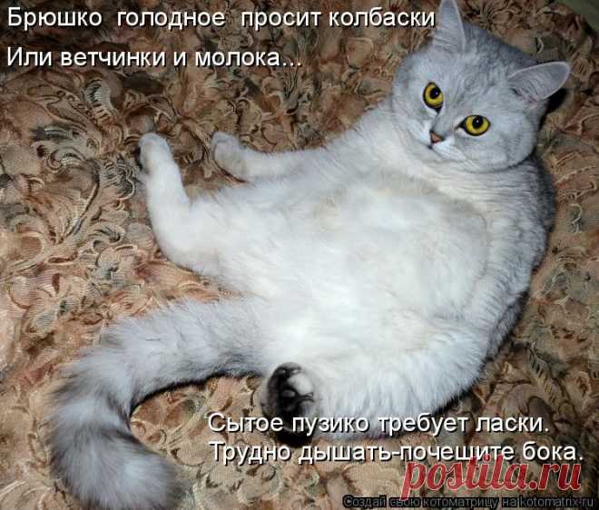 Котоматрица: Свежак