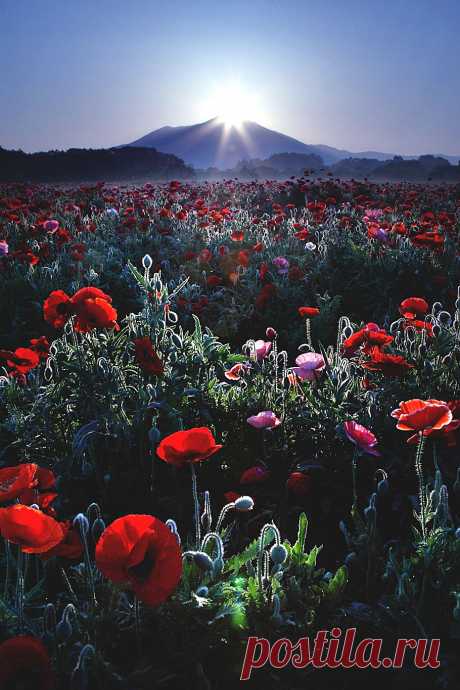 Welcome To The Land Of The Immortals : Photo