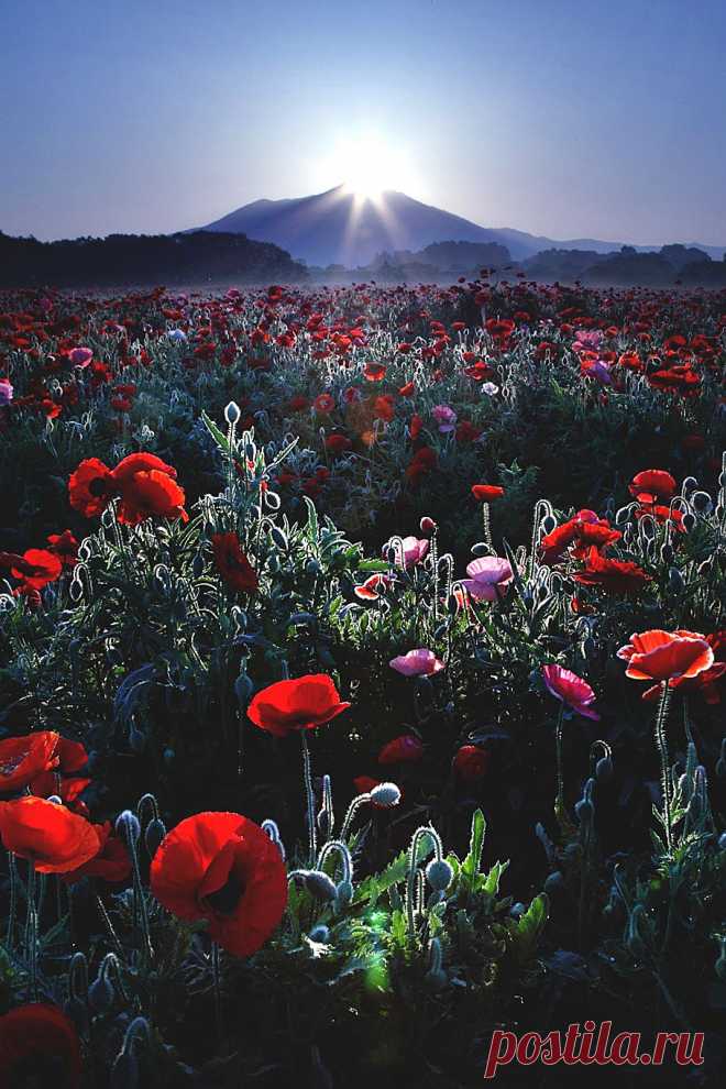 Welcome To The Land Of The Immortals : Photo