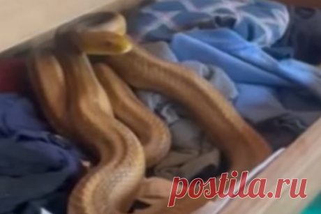 Семья обнаружила крупную змею в ящике с носками. Во Флориде семья, живущая в плавучем доме, обнаружила крупную змею в ящике для носков. Это оказалась желтая крысиная змея, также известная как лазающий полоз. Хозяева лодки предположили, что змея заползла внутрь, спасаясь от шторма. Они позвали в гости приятеля, который вернул рептилию в естественную среду обитания.