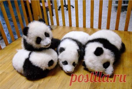 Потрясающие фото детенышей панды, которые поднимут вам настроение