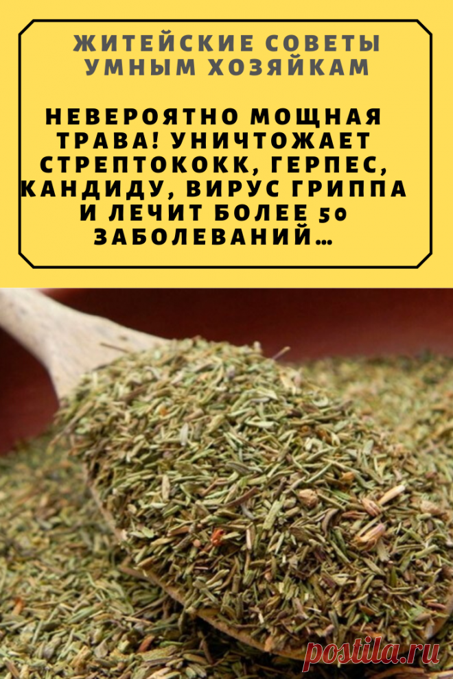 Невероятно мощная трава! Уничтожает стрептококк, герпес, кандиду, вирус гриппа и лечит более 50 заболеваний… | Житейские Советы