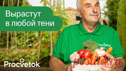 Зелень и овощи, которые прекрасно растут в тени! Что посадить в огороде в тени и полутени | Procvetok | Дзен