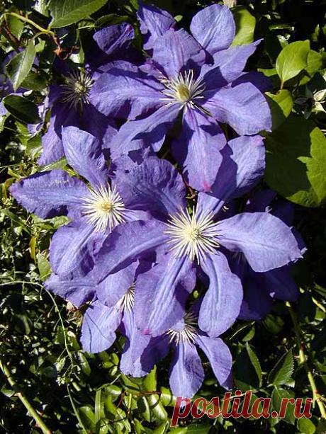 Обильное цветение клематисов.