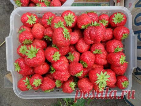 Вкусный Огород: Опыт выращивания клубники