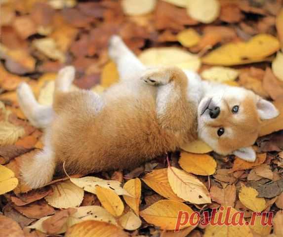 getImage (573×480)