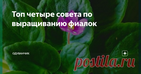 Топ четыре совета по выращиванию фиалок Фиалка – одно из самых распространенных комнатных растений. Советы, которые помогут вам поднять ваши фиалки на новый уровень.