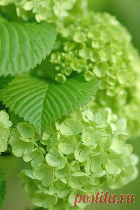 Foliage, leaves, ferns, greenery, undergrowth, overgrown, botanical,