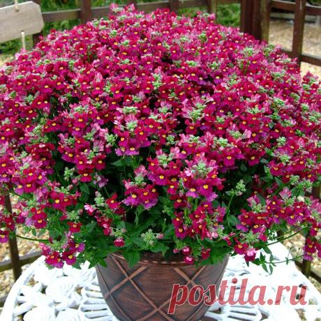 Этот цветок затмит лобелию! Цветы крупнее, окраска разнообразнее и цветёт всё лето | Юлия 🌸Цвет'ОК🌸 | Дзен