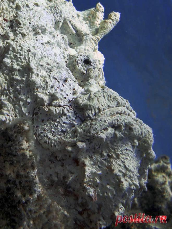 Гипсовое изваяние... Это же надо так замаскироваться!
Дайвинг в Хургаде | Фотогалерея | Крупным планом | Бородавчатка.