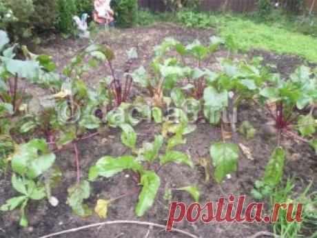 Как использовать ботву свеклы после сбора урожая