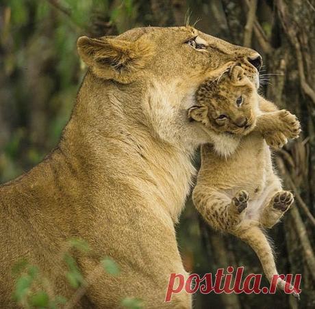 Смешная дикая природа