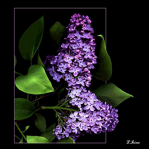 СДЕЛАТЬ АНИМАЦИОННУЮ КАРТИНКУ ИЗ ВИДЕО.

http://www.liveinternet.ru/users/lllyria/post363981226/