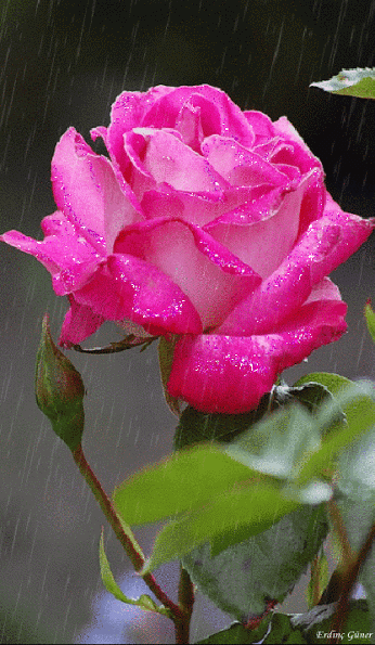 GiF WORLD – Google+