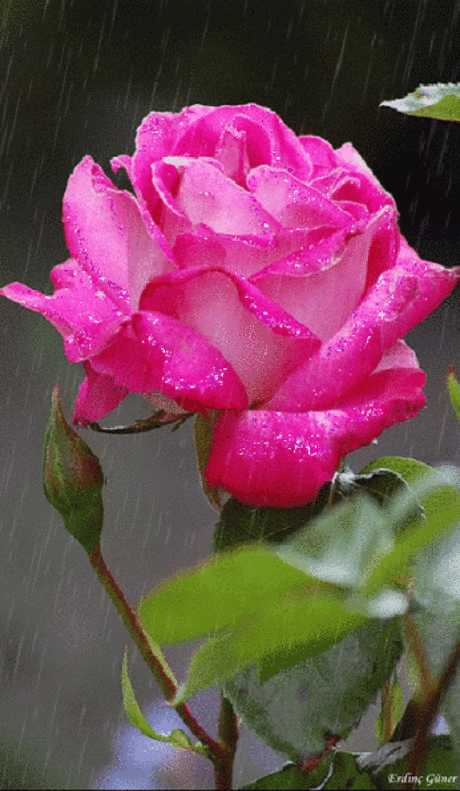 GiF WORLD – Google+