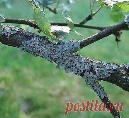 Одноклассники