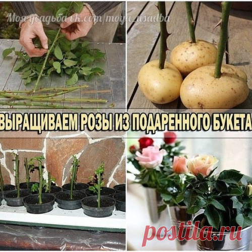 ВЫРАЩИВАЕМ РОЗУ ИЗ ПОДАРЕННОГО ЦВЕТКА