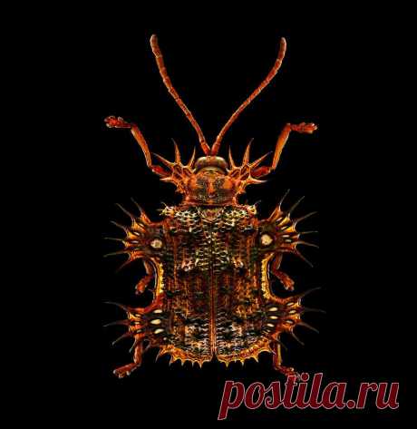 Портреты насекомых