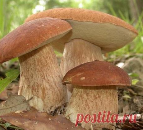 СЕЕМ ГРИБЫ НА ДАЧЕ