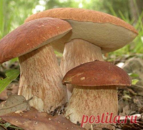 СЕЕМ ГРИБЫ НА ДАЧЕ