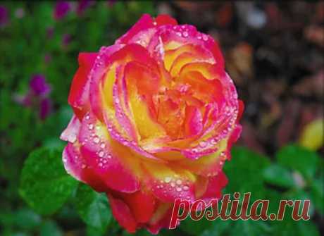 Google+