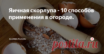Яичная скорлупа - 10 способов применения в огороде. Яичная скорлупа часто выбрасывается вместе с кухонными отходами, но этот натуральный продукт может быть полезен при выращивании растения, для улучшения почвы в огороде. Есть 10 способов применения яичной скорлупы в огороде, узнав о них, вы перестанете её выбрасывать. Можно копить яичную скорлупу всю зиму, а весной и летом использовать её в огороде.
«Почему яичная скорлупа так ценна?» спросите вы.