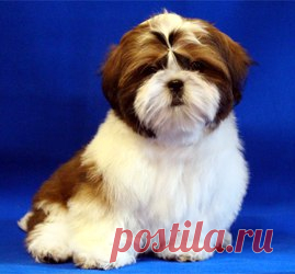 Светлана Михайлова