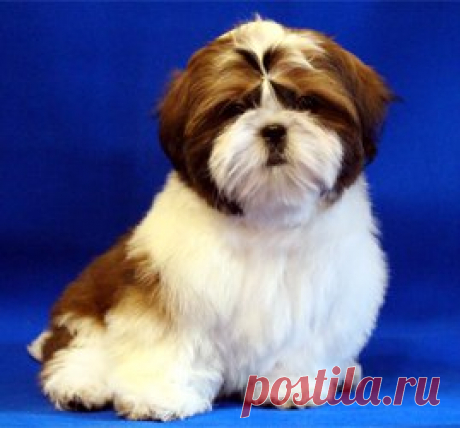 Светлана Михайлова