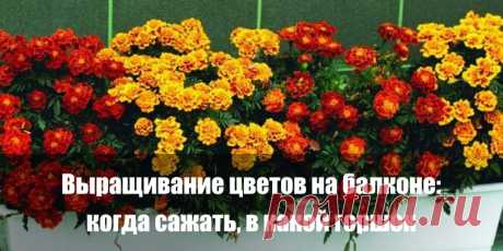 Выращивание цветов на балконе: когда сажать, в какой горшок | Полезные советы