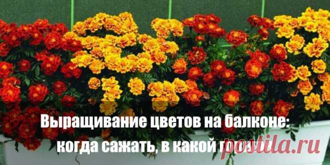 Выращивание цветов на балконе: когда сажать, в какой горшок | Полезные советы