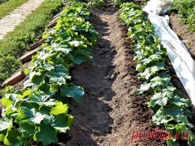 Выращивание рассады в три этапа для получения раннего урожая огурцов. | Цветочная душа | Яндекс Дзен