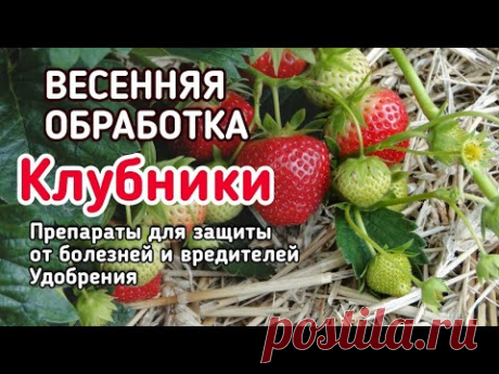 Сделай ТАК и #клубника завалит урожаем! Весенний уход за клубникой по шагам.