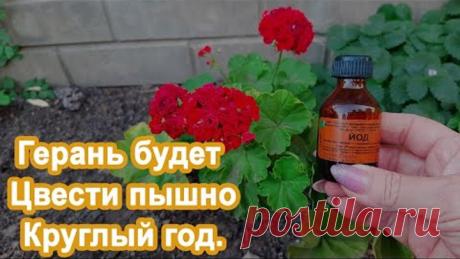 Герань Будет Цвести пышно Ежегодно. Этот метод помог, вношу под куст немного. Делюсь опытом.