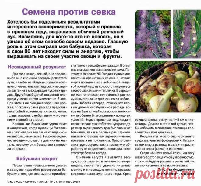Репчатый лук из семян